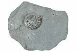 Iridescent Ammonite (Psiloceras) - England #280342-1